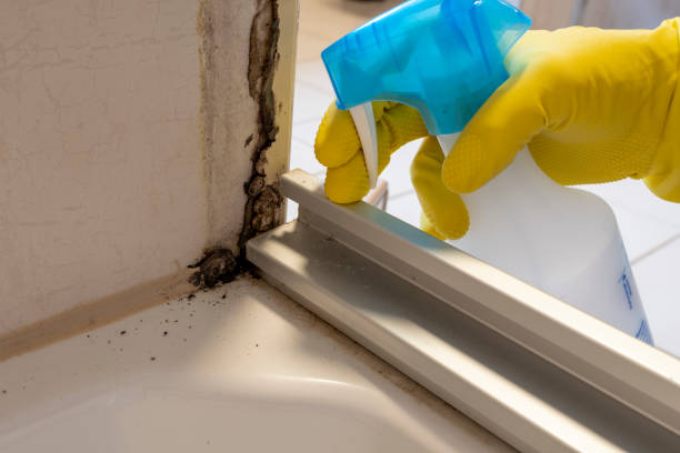 Best Black Mold Removal  in Leachville, AR