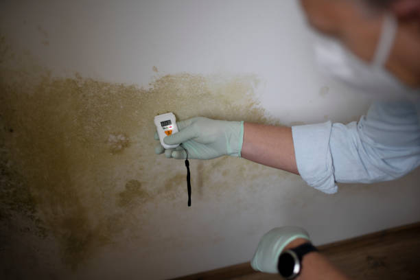 Best Toxic Mold Removal  in Leachville, AR