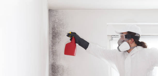 Best Certified Mold Removal  in Leachville, AR