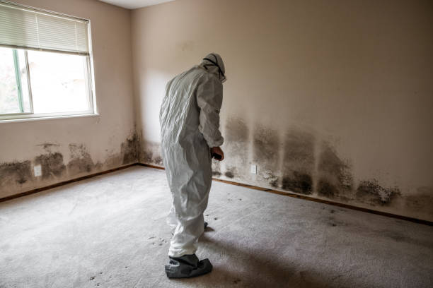 Best Mold Testing  in Leachville, AR