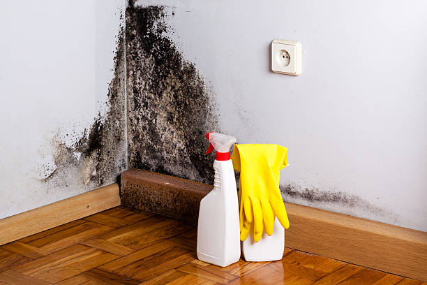 Best Water Damage Restoration  in Leachville, AR